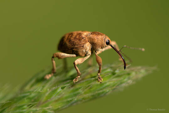 Imagem de Curculio nucum Linnaeus & C. 1758