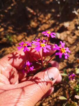 Image of Zaluzianskya regalis J. C. Manning & Goldblatt