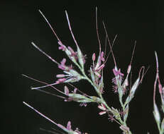 Plancia ëd Muhlenbergia japonica Steud.