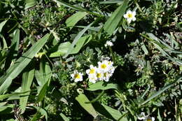 Image of Euploca foliosissima (J. F. Macbr.) J. I. M. Melo