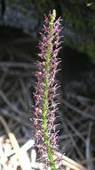 Image of Cochise adder's-mouth orchid