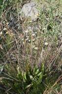 Image of Ribwort Plantain