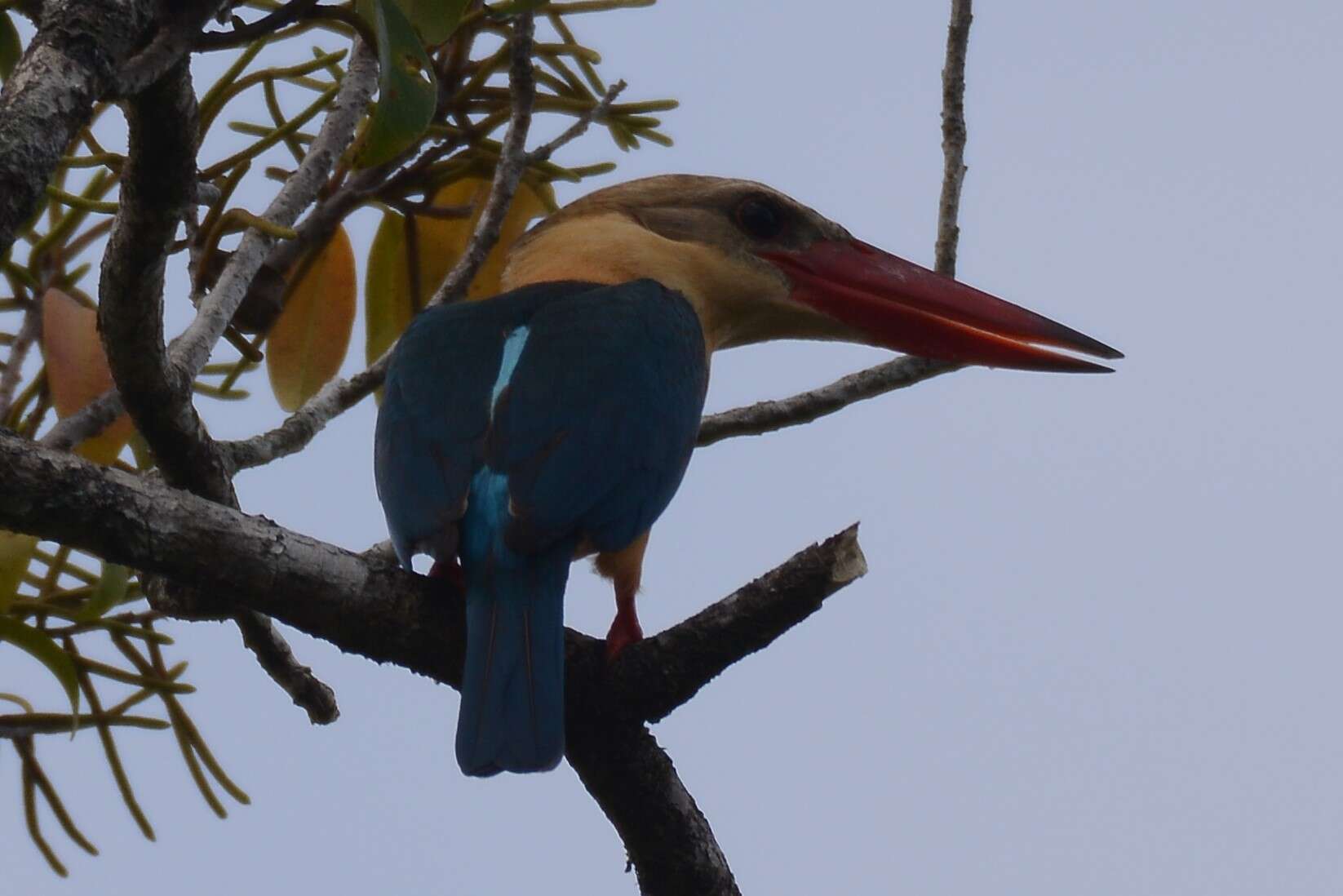 Image of Pelargopsis capensis javana (Boddaert 1783)