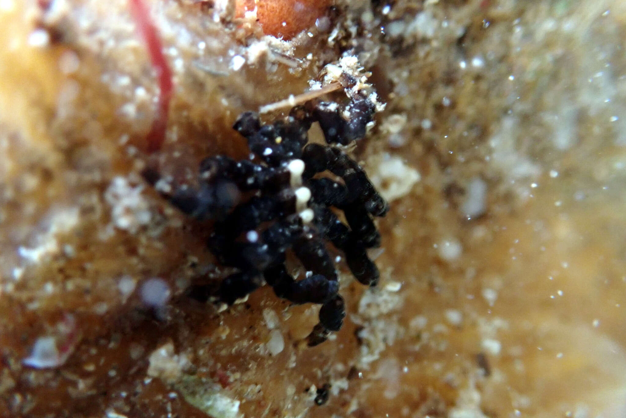 Imagem de Pycnogonum aurilineatum Flynn 1919