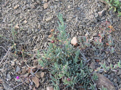 Image of Lampranthus stayneri (L. Bol.) N. E. Br.