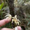 Image of Parrot-Beak Orchid