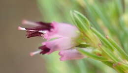 Image of Erica quadrifida (Benth.) E. G. H. Oliver