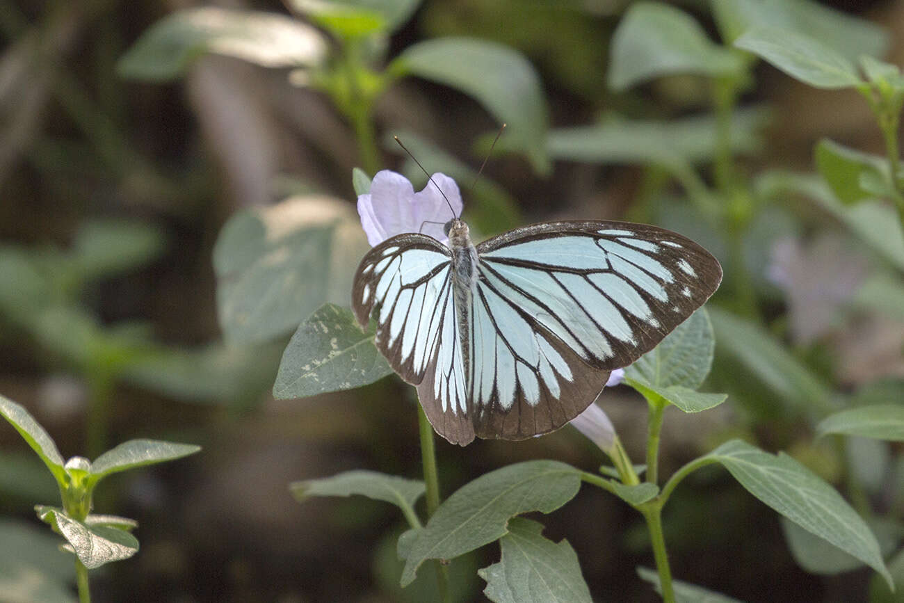 Image of <i>Pareronia hippia</i>