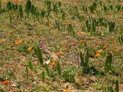 Imagem de Haemanthus amarylloides subsp. polyanthus Snijman