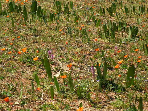 Image of Haemanthus amarylloides subsp. polyanthus Snijman