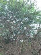 Image of Parrot-billed Seedeater