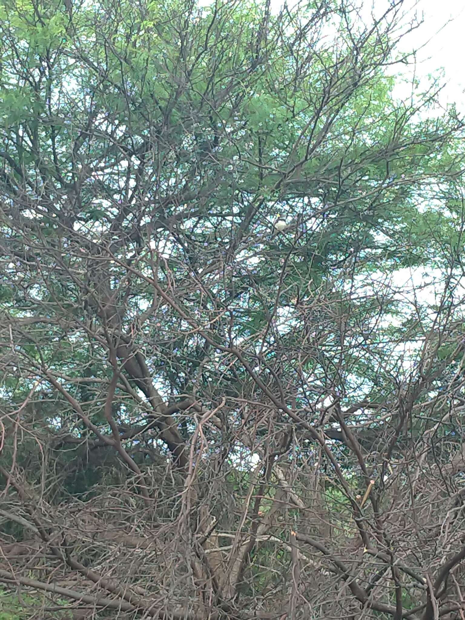 Image of Parrot-billed Seedeater