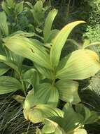 Image of False Green Hellebore