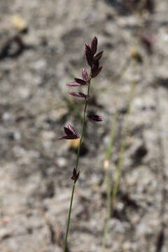 Image of Brown's lovegrass