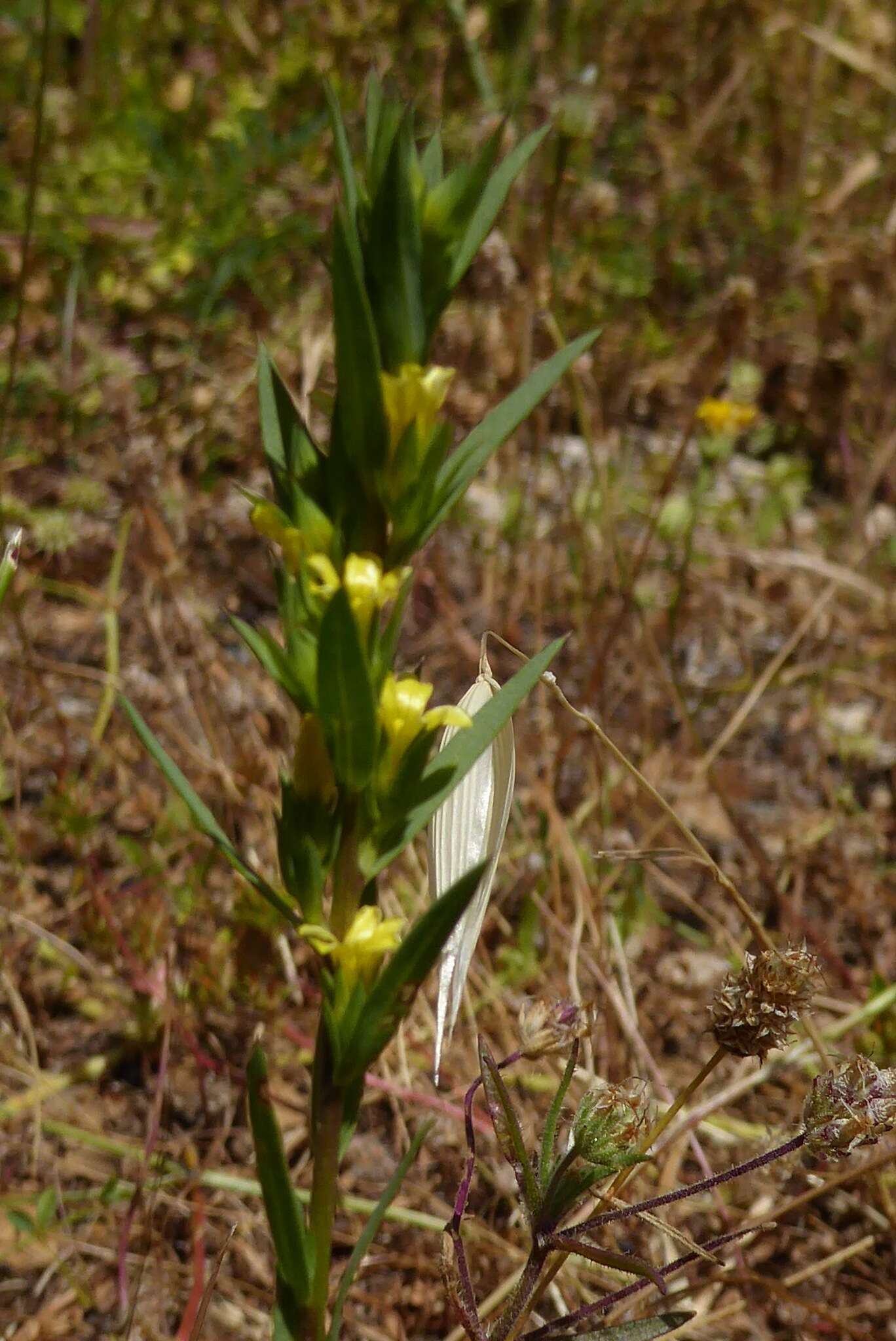 Слика од Linum strictum L.