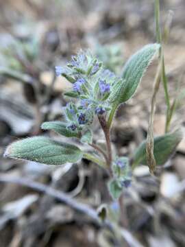 Image of Nine Mile Canyon phacelia