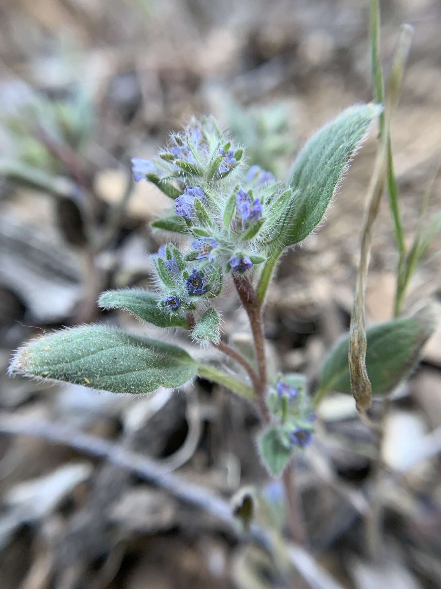 Image de Phacelia novenmillensis Munz