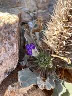 Acanthopsis disperma Harv. resmi