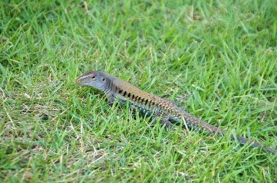 Image of Ameiva exsul