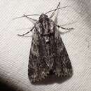 Acronicta perdita Grote 1874的圖片