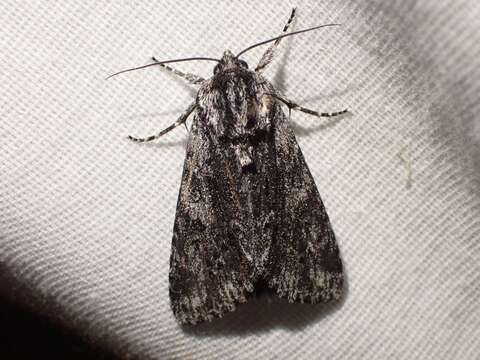 Acronicta perdita Grote 1874的圖片