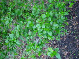 Image of California privet