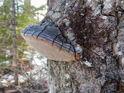 Image of Phellinus tremulae (Bondartsev) Bondartsev & P. N. Borisov 1953