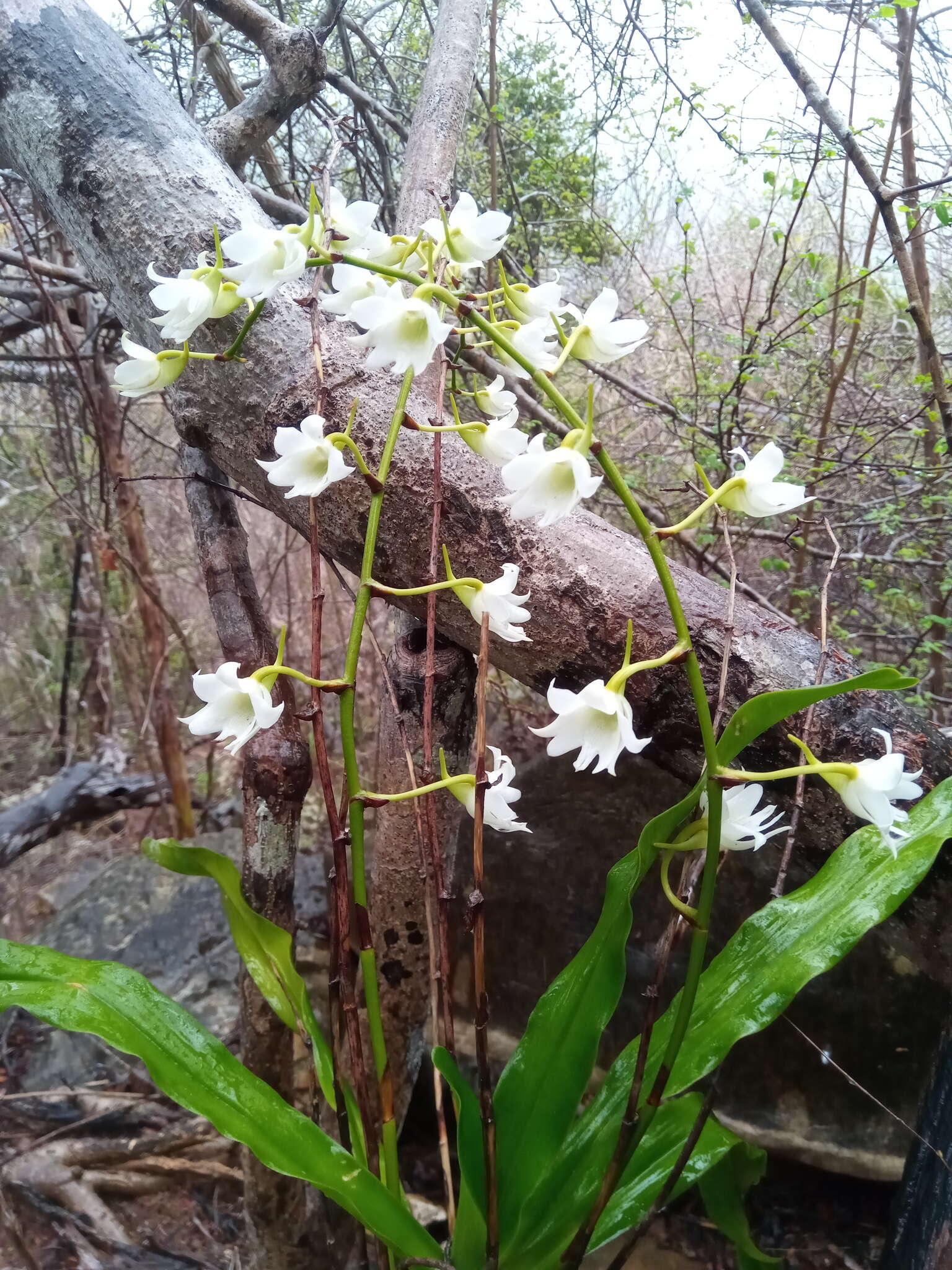 Sobennikoffia poissoniana H. Perrier resmi