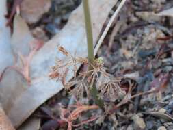 Image of Oxalis livida var. altior T. M. Salter