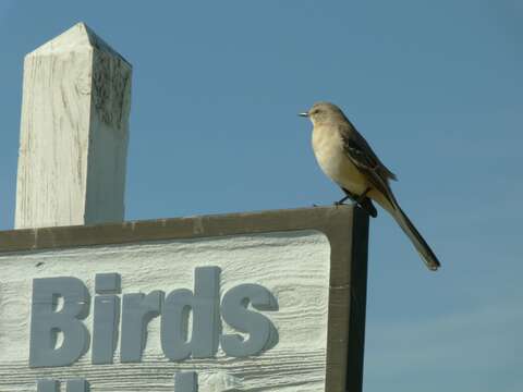 Image of Northern Mockingbird