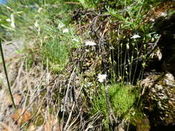 Image of Sabulina uralensis (Clerc) Dillenb. & Kadereit