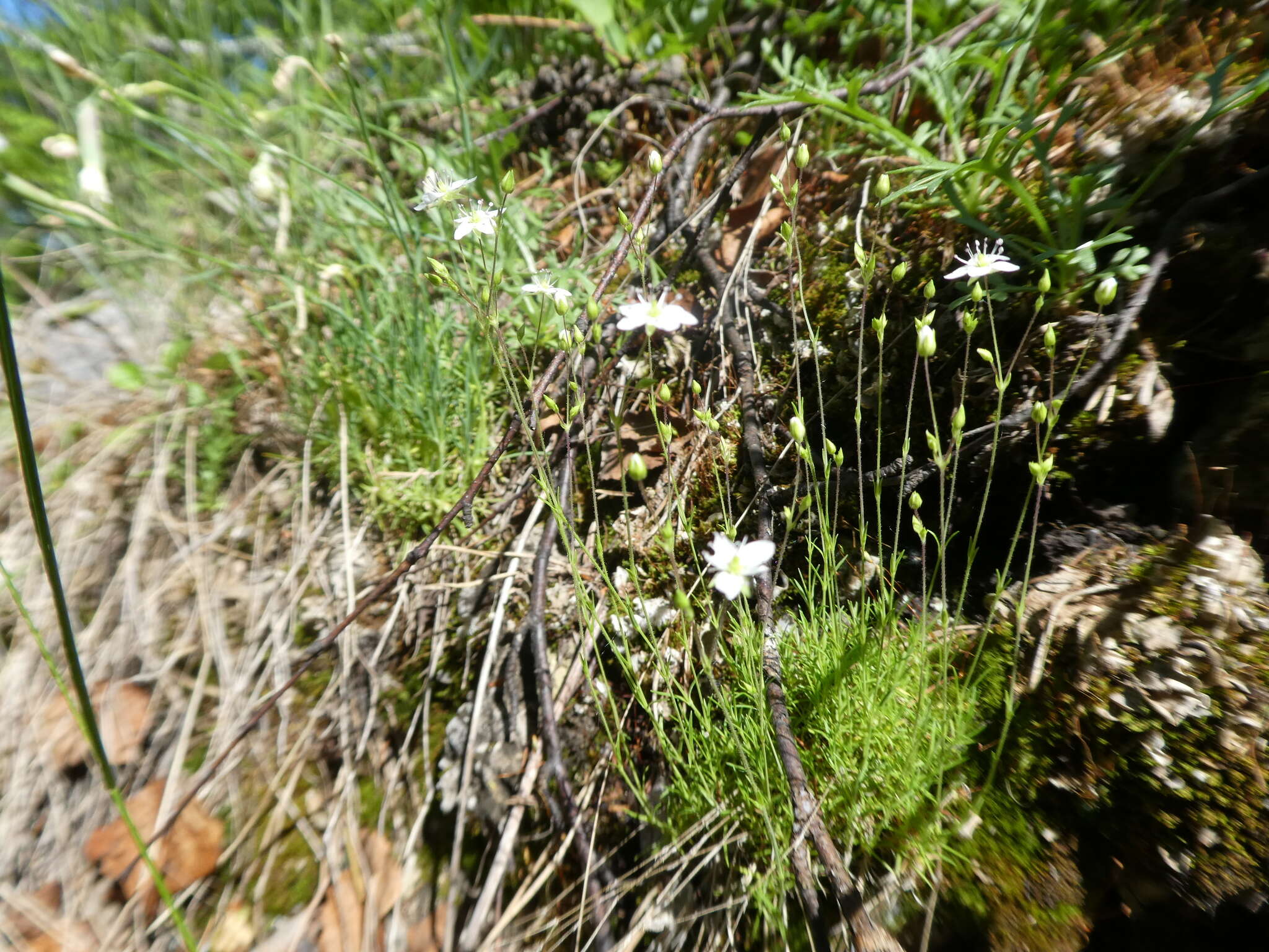 Imagem de Sabulina uralensis (Clerc) Dillenb. & Kadereit