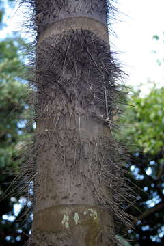 Image of Black palm