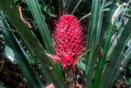 Image of Ananas comosus var. bracteatus (Lindl.) Coppens & F. Leal