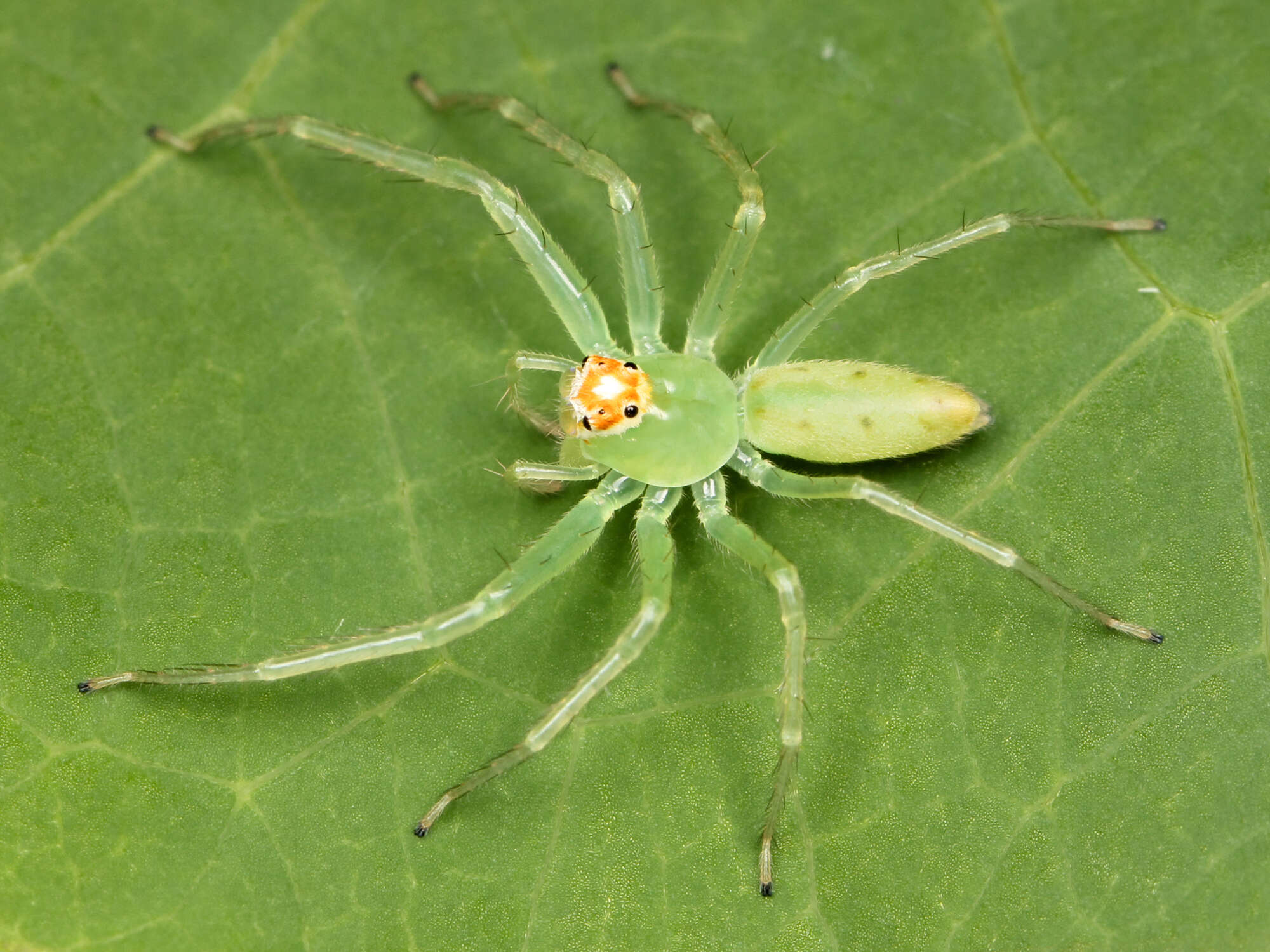 Image of Magnolia Green Jumper