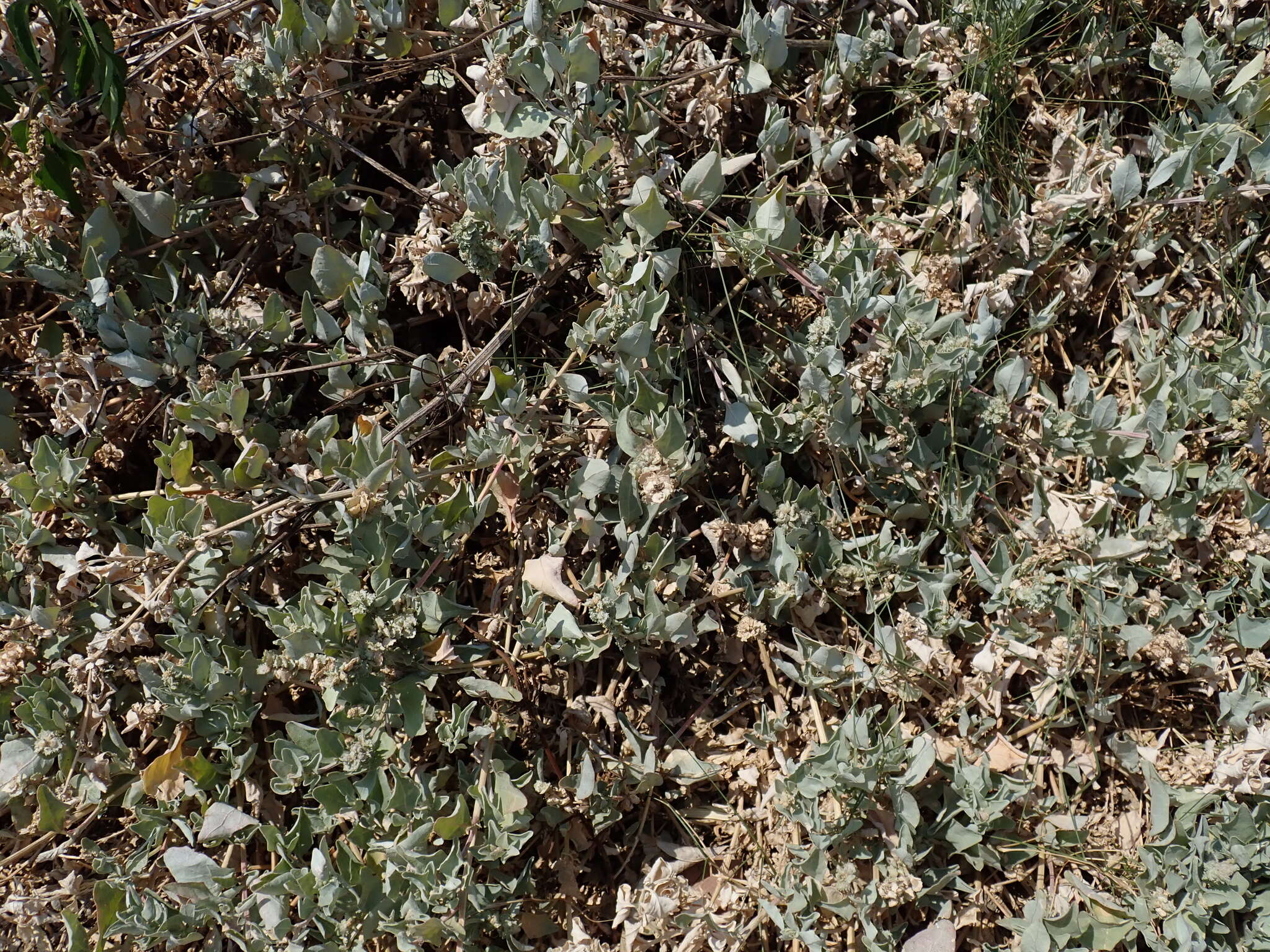 Image of Maximowicz's saltbush