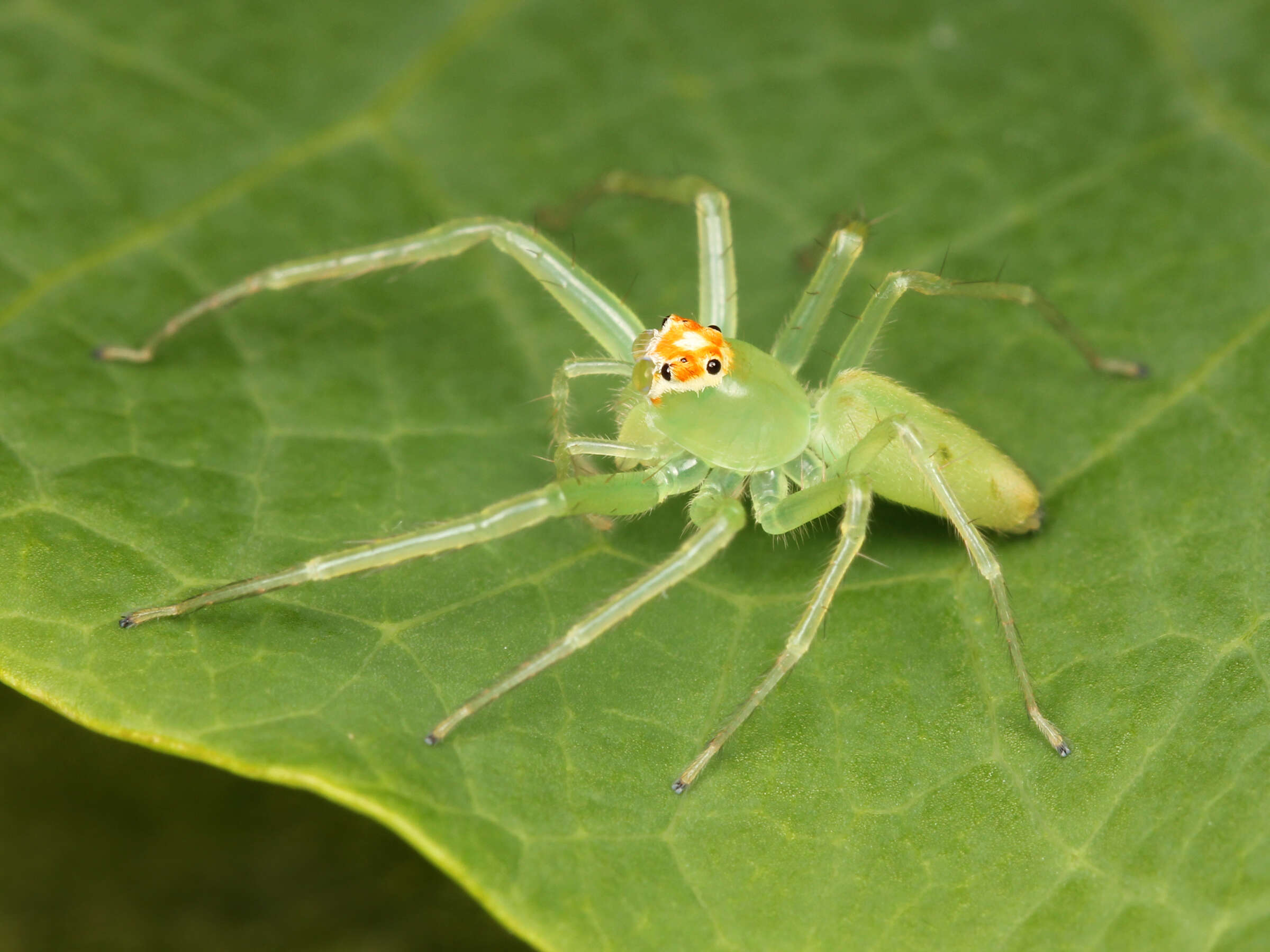 Image of Magnolia Green Jumper