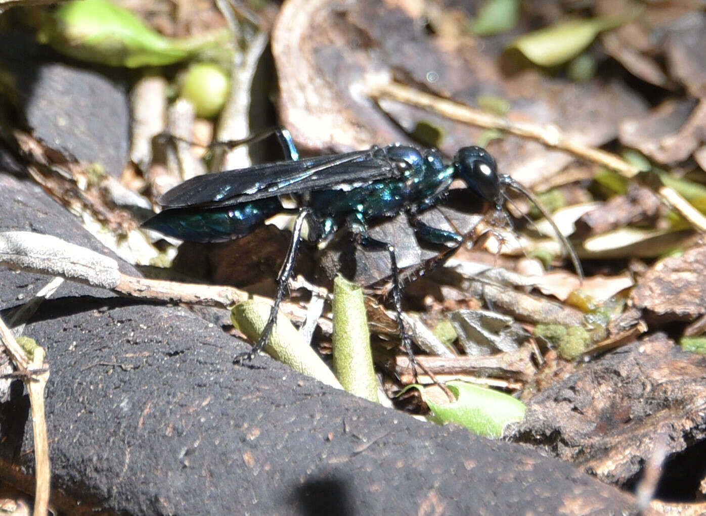 Image de Chlorion cyaneum Dahlbom 1843