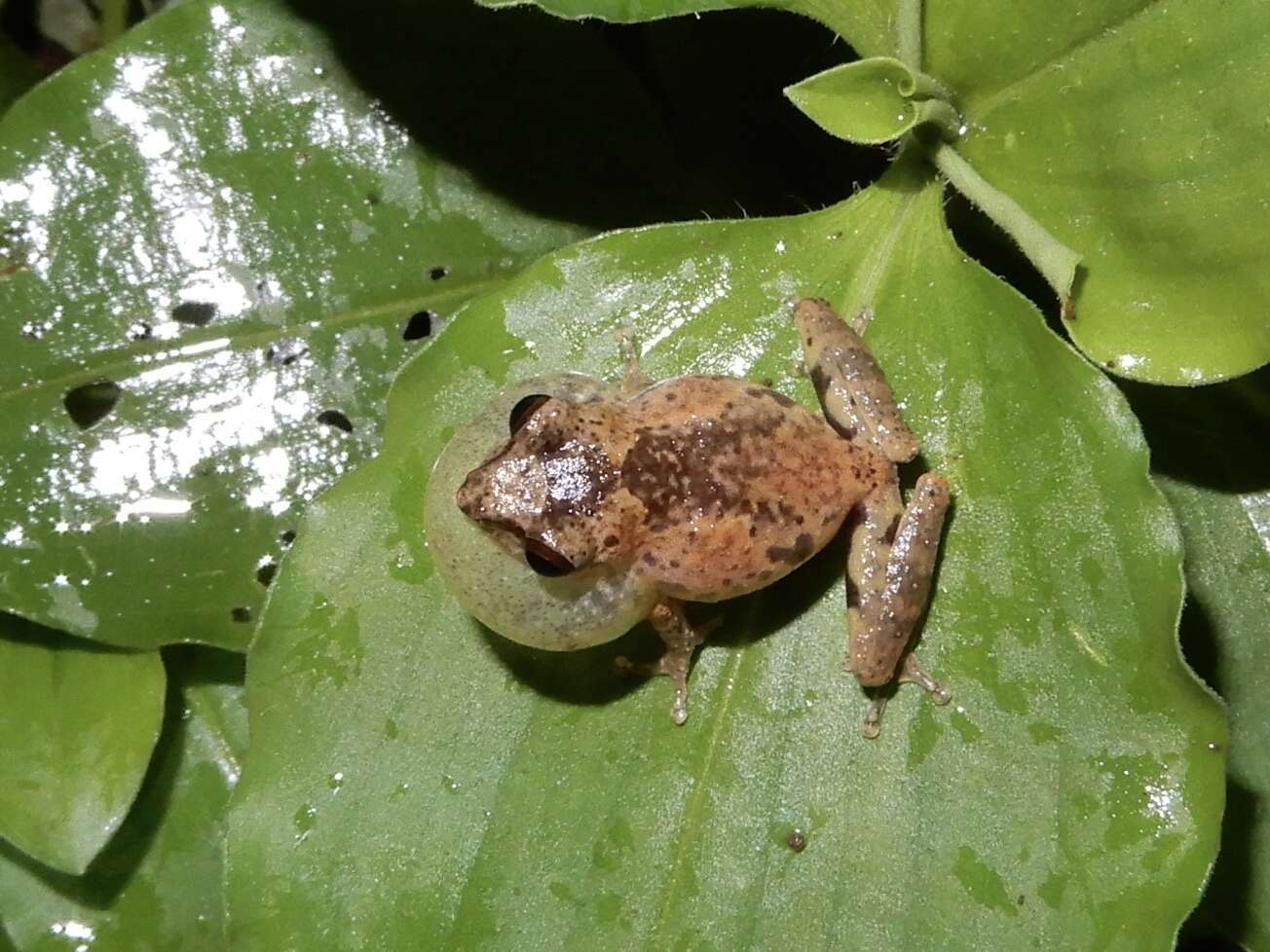 Image of Anil's Bush Frog