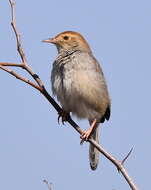 Imagem de Cisticola fulvicapilla ruficapilla (Smith & A 1842)