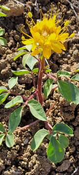 Image of golden spiderflower