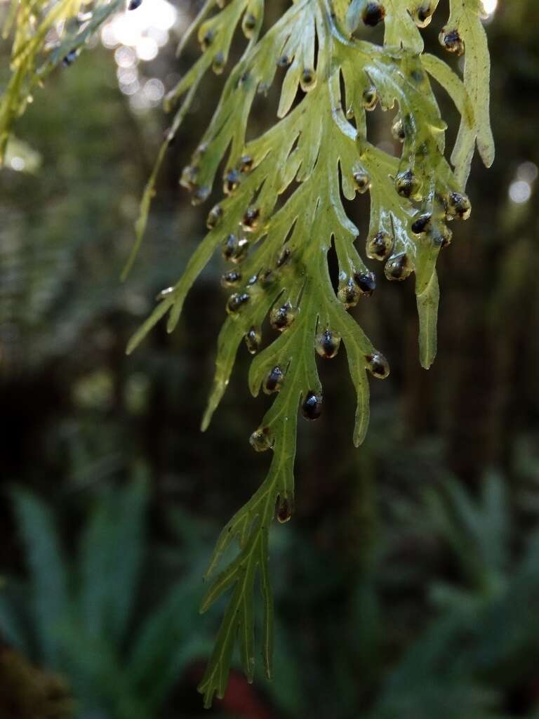 Image de Hymenophyllum dilatatum (G. Forst.) Sw.