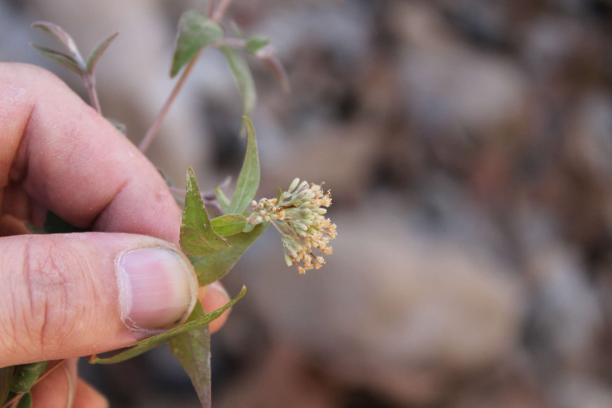 Image of Cunila polyantha Benth.