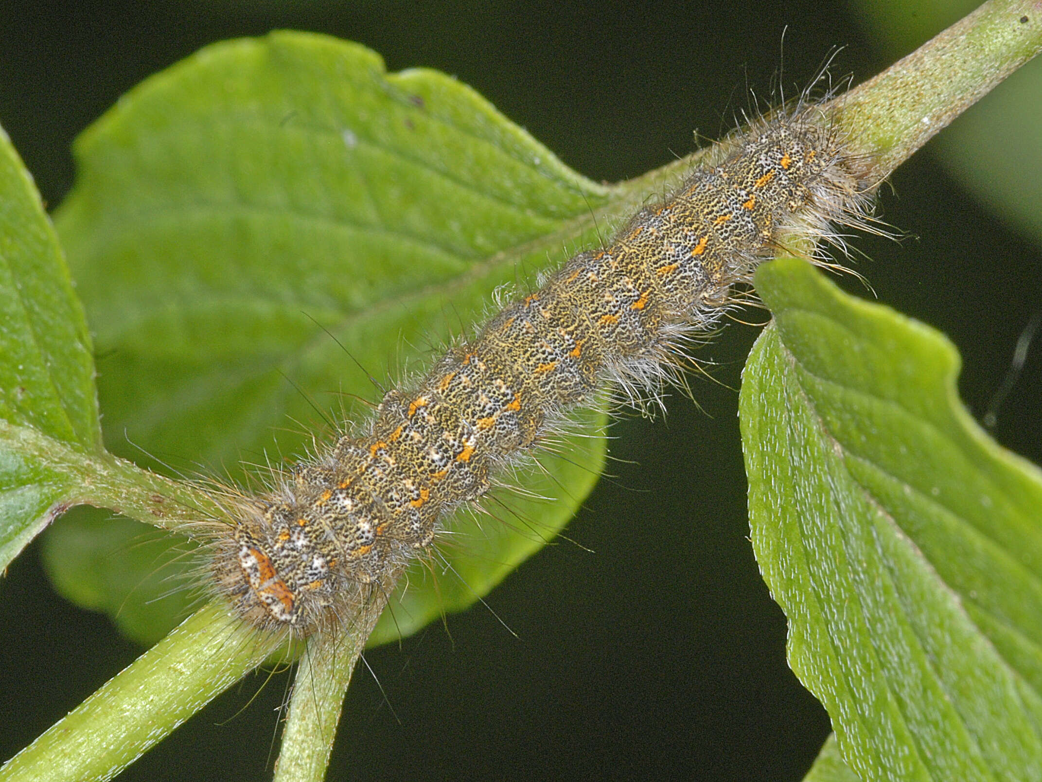 Image de Poecilocampa