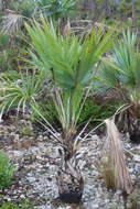 Image of white thatch palm