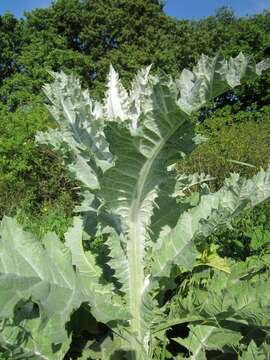 Image of Cotton Thistle