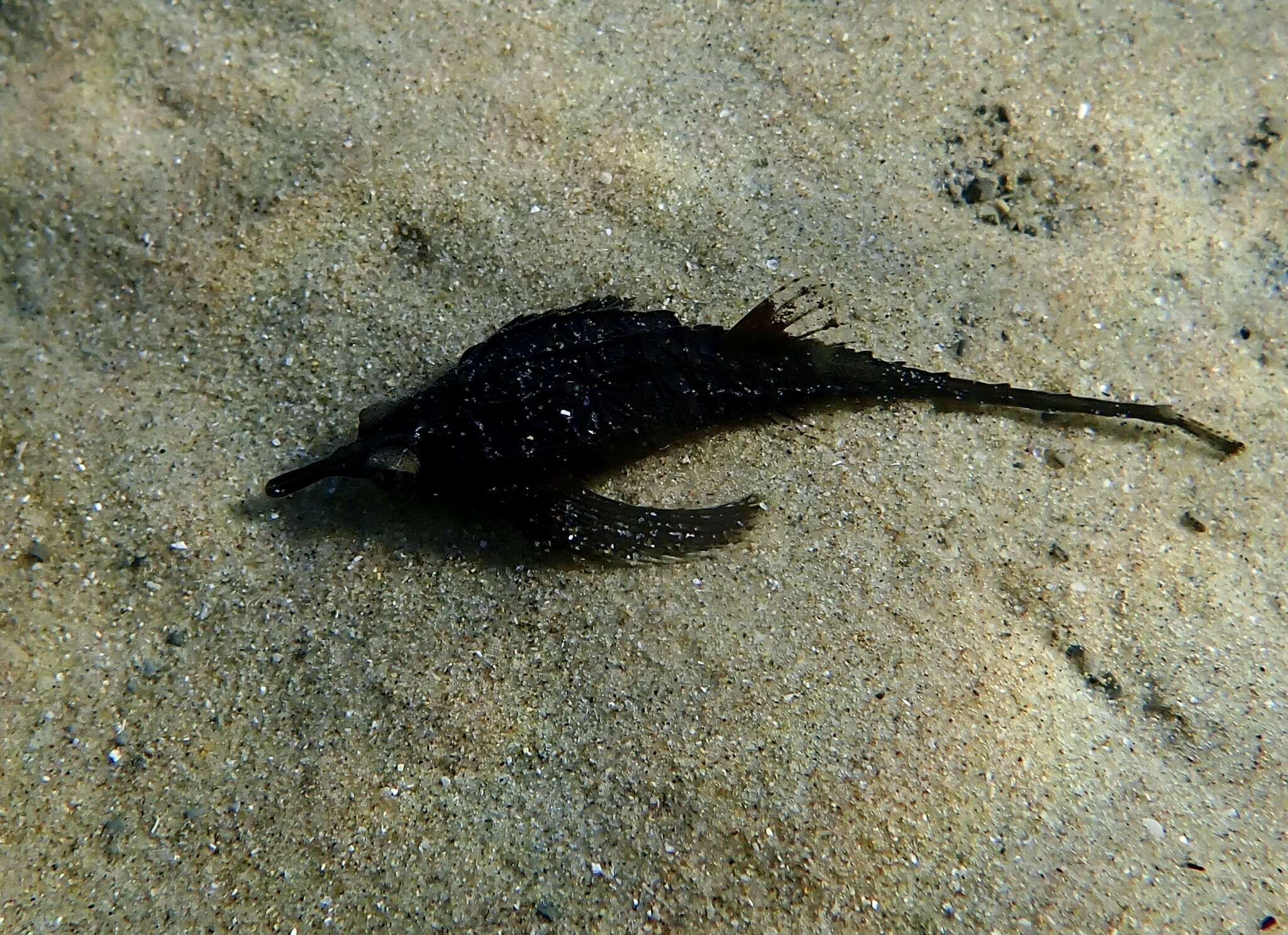 Image of Dragonfish