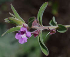 Image of Hemigenia incana (Lindl.) Benth.