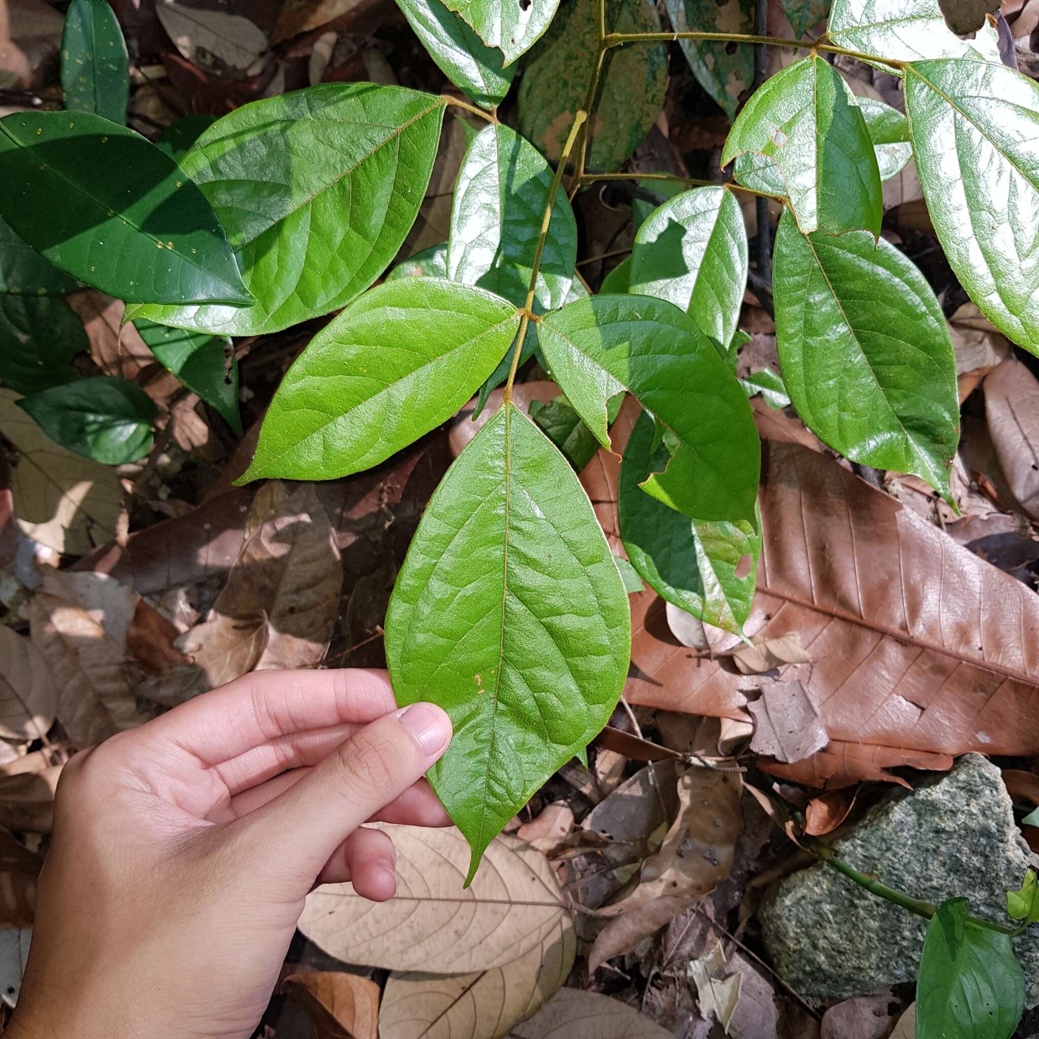 Agelaea borneensis (Hook. fil.) Merr.的圖片