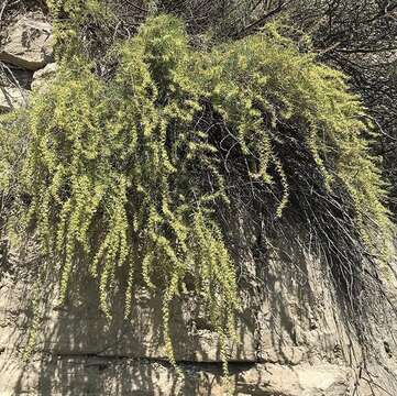 Plancia ëd Salsola daghestanica (Turcz.) Turcz. ex Bunge